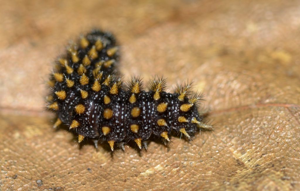 Bruco da identificare - Melitaea cfr. nevadensis, Nymphalidae